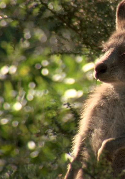 S01:E15 - Kangaroo poster