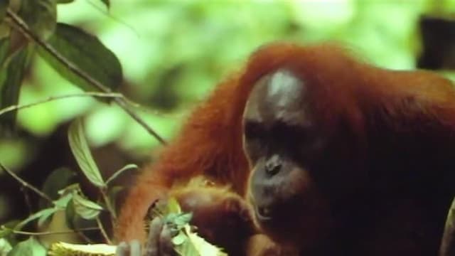 S01:E15 - Orangutang