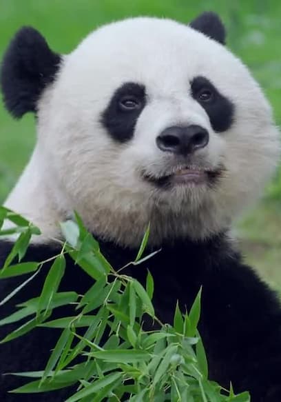 S01:E01 - Panda-Monium poster