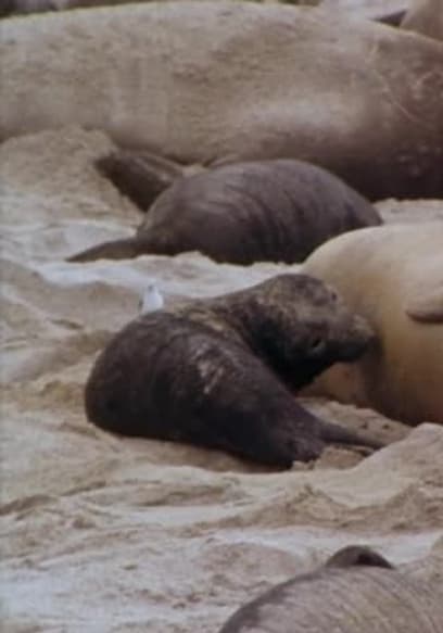 S01:E106 - Season of the Seals poster