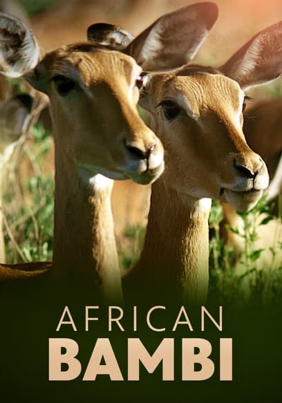 African Bambi