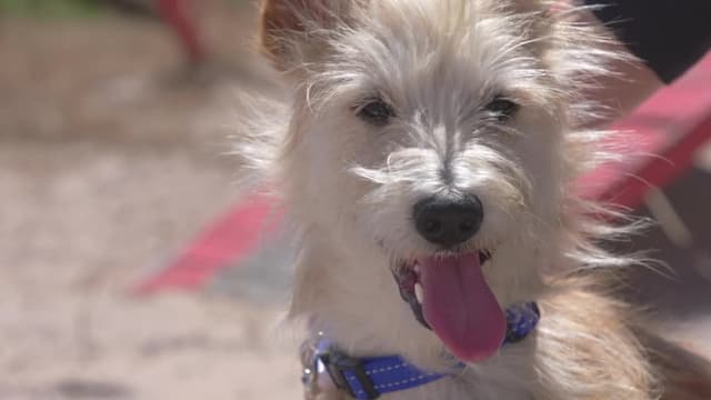 S01:E01 - Antonie and the Adari’s