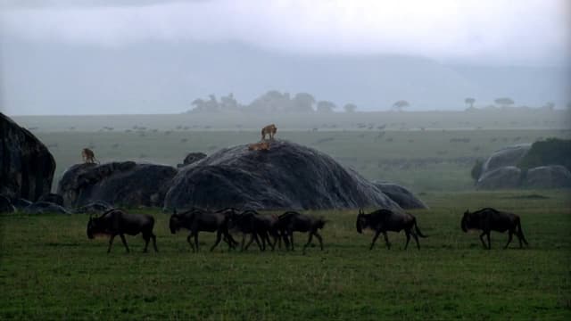 S01:E03 - Babies of the Plains