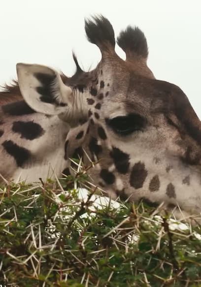 S01:E08 - Dean Schneider Up Close With Africa’s Wildest Animals poster