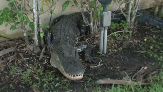 S01:E04 - Stormin' Gators