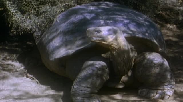 S09:E51 - Tortugas Testigos Del Tiempo