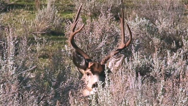 S02:E09 - Braxton's 1st Bow Mule Deer