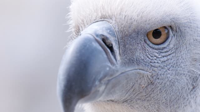 S01:E03 - The Feathered Whispers