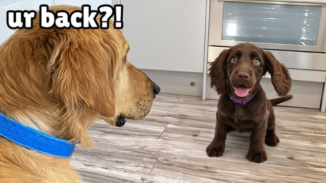 The Golden Kobe Family: Rescue Dogs