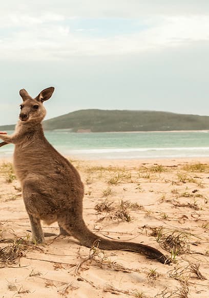 S01:E13 - The Shoalhaven - Coastal Pleasures, Healing Hinterland poster