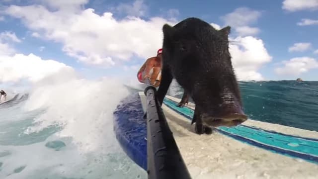 S01:E101 - The Surfing Pig