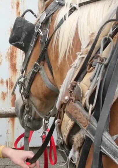 Kings of Indiana Trailer