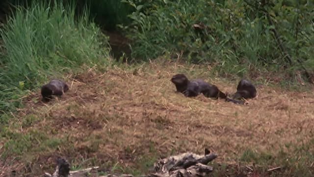 S07:E705 - Otters of the Adirondacks