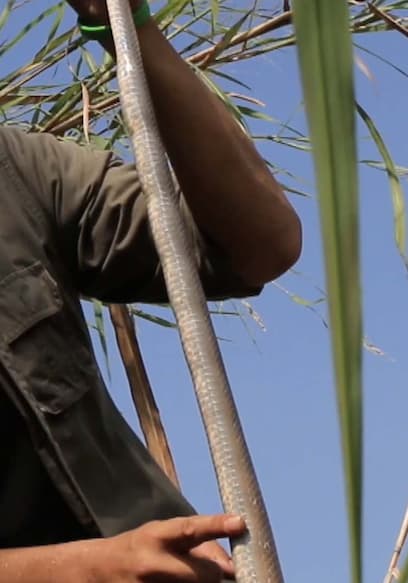 S01:E03 - Discovering the Cobra Hunter of Sukhothai poster
