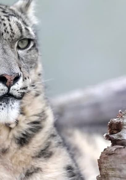 S01:E03 - An Unfortunate Death That Leads to New Snow Leopard Breeding Project! poster
