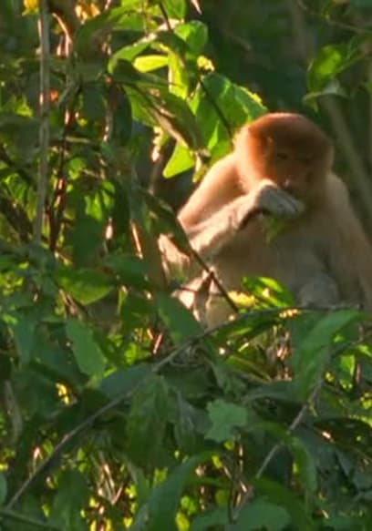 S01:E02 - Proboscis Monkey poster