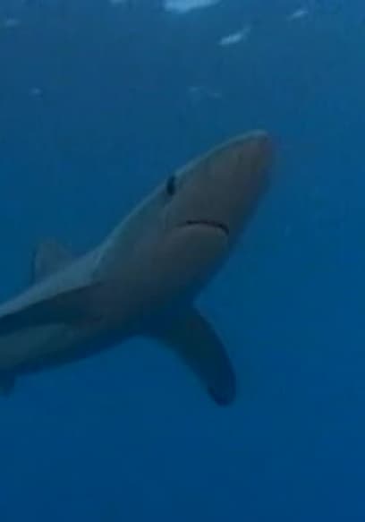 S01:E11 - Shark Doctors poster