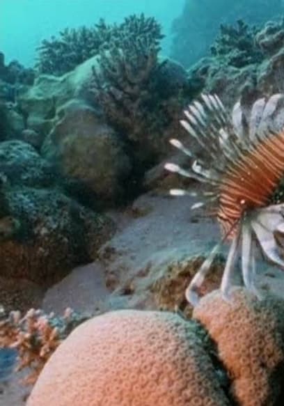 S01:E01 - World of the Lion Fish poster