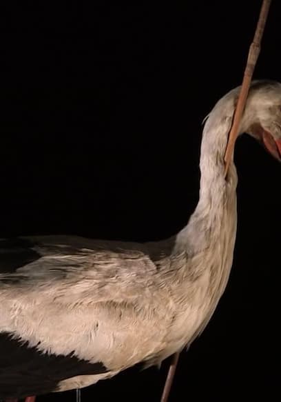 Watch Mysteries at the Museum S10:E04 - Arrow Stork - Free TV Shows | Tubi