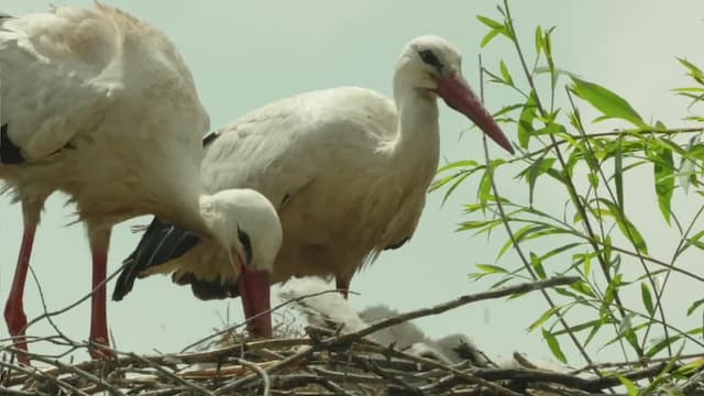 S01:E22 - El Jardín De Los Dioses: Pinar Mediterráneo