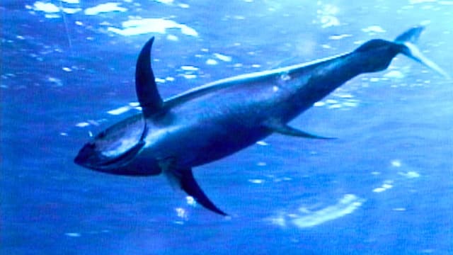 S01:E08 - Big Boat Big Fish: Part 4