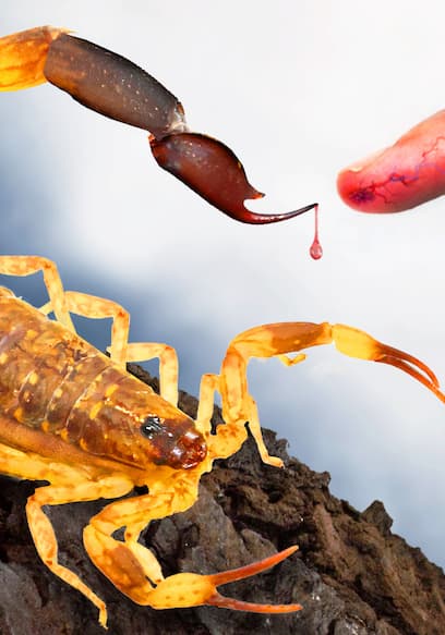 S05:E07 - Painful Sting From One of Asia's Meanest Scorpions! poster