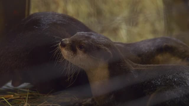S03:E04 - Otter Under the Weather