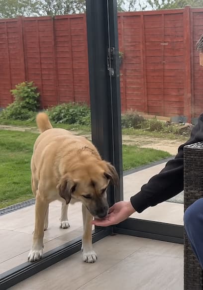 S02:E02 - Golden Retriever Meets Very Shy Rescue Dog poster