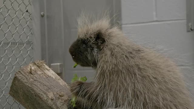 S04:E10 - Porcupine Blind Date