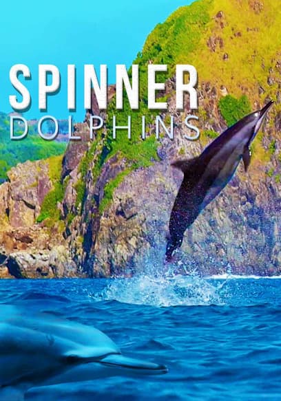 Spinner Dolphins