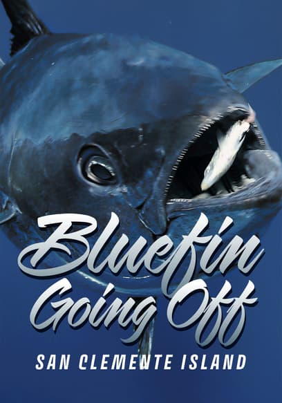 Bluefin Going Off: San Clemente Island