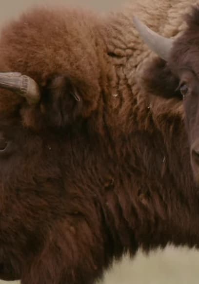 S01:E01 - Bison poster