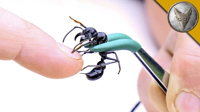 S01:E03 - Stung by a Bullet Ant!
