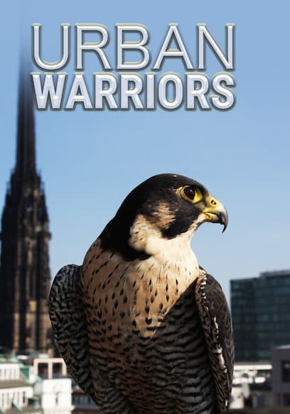 Urban Warriors poster