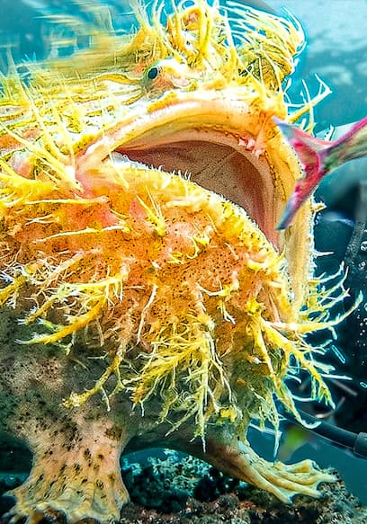 Affiche de S01:E04 - Strangest Ocean Creatures
