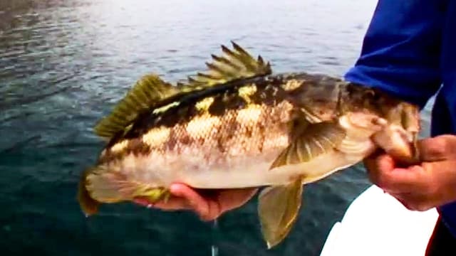 S03:E08 - Calico Craze at San Clemente Island