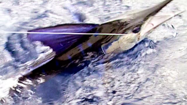 S01:E04 - Marlin Mission to Magdalena Bay: Part 3