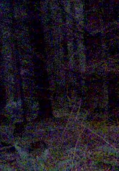 S01:E08 - Researchers Take Crazy Photos of Bigfoot poster