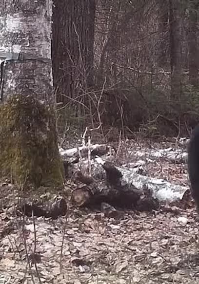 S01:E09 - Black Bear Bow Hunt poster