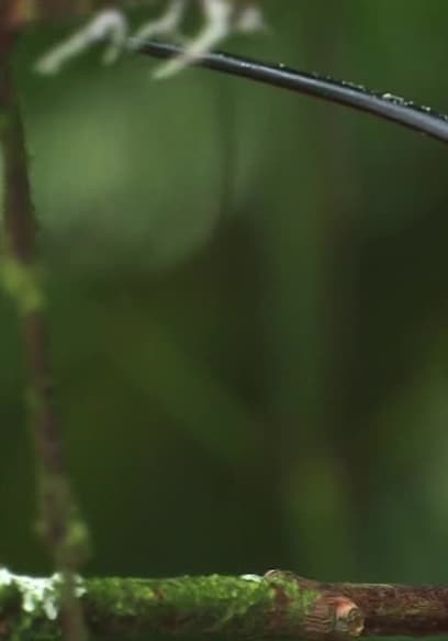 100 Hummingbirds Trailer