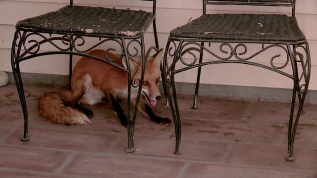 S06:E08 - Claws and Jaws