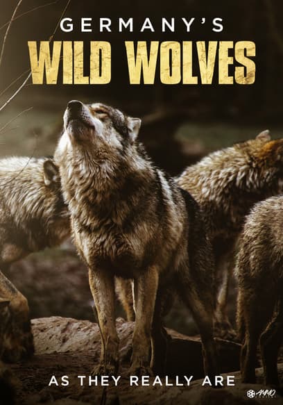 Germany's Wild Wolves: As They Really Are