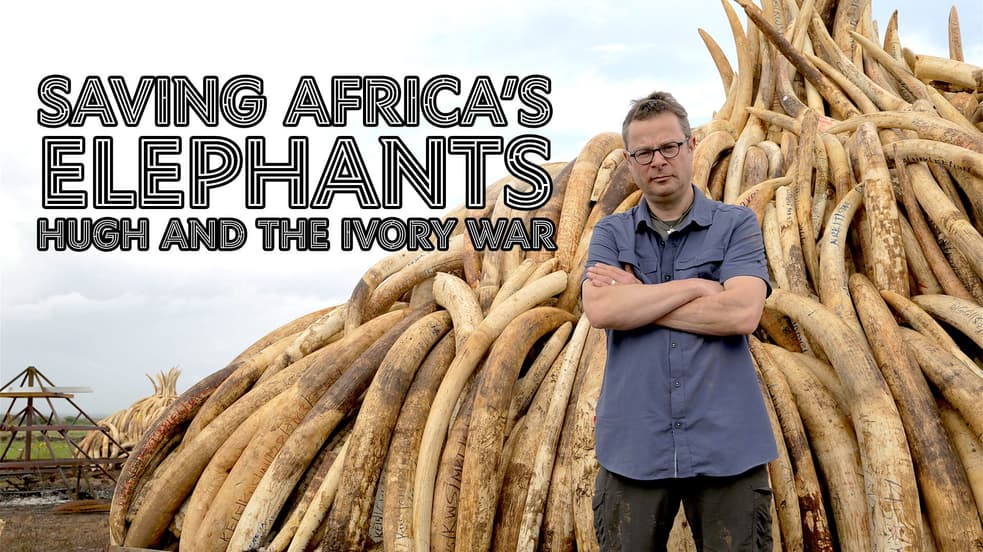 Watch Saving Africa's Elephants: Hugh and the Ivory War Streaming ...