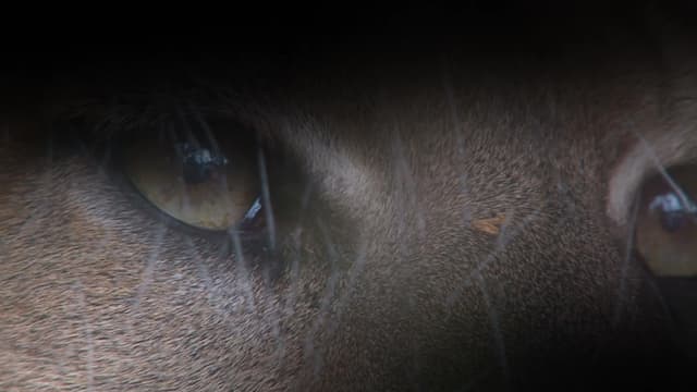 S03:E02 - Snakes, Rattles and Rolls