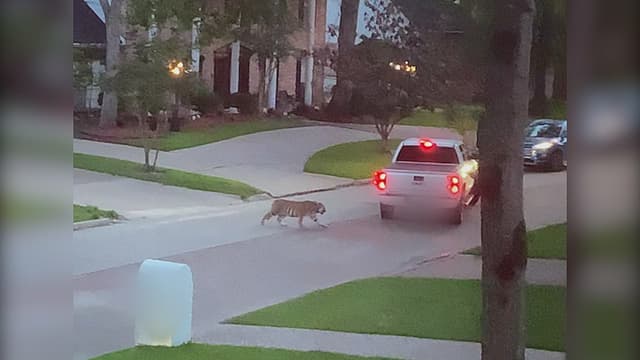 S01:E04 - Meet the Neighbors!