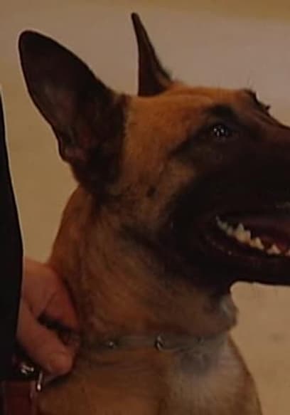 S01:E04 - EPISODE 4: Landris: Cobra Commando & Wolf: Superdog poster