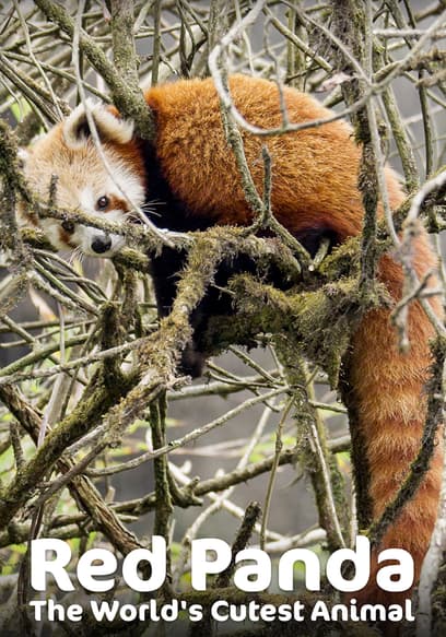 Red Panda