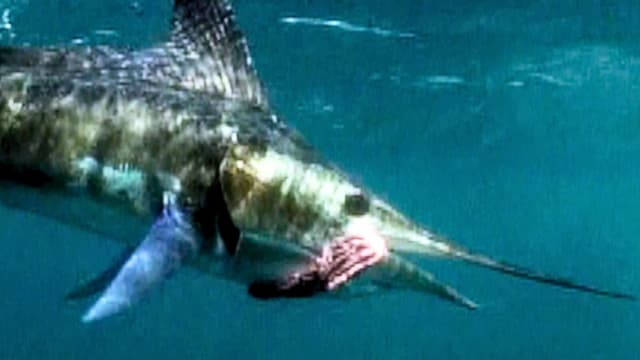 S03:E20 - Reel-Screaming Marlin Action in the East Cape: Part 5