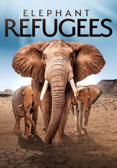 Elephant Refugees