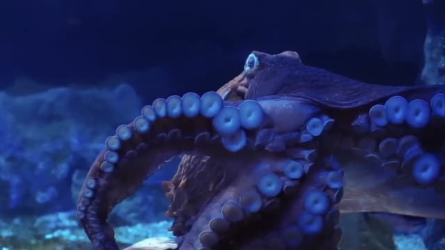 S01:E02 - Bizarre Beasts of Nature: Creatures With Claws, Clear Blood, and Glowing Bones